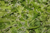 Silk worms at the beginning of the process