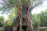 Trees taking over at the temples